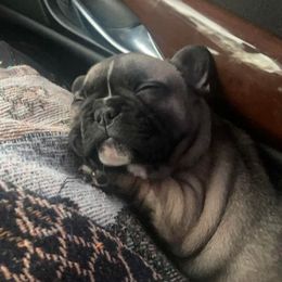 French Bulldog Puppies from Luxe’s Spell Kennel