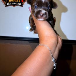 Boy 2 - Liver male Yorkshire Terrier puppy in Mobile, Alabama from Ace of Spades Yorkies