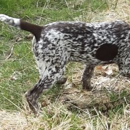 German Shorthaired Pointers from vom Nordland Shorthairs