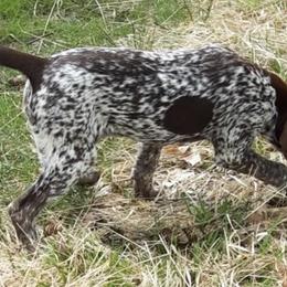 German Shorthaired Pointers from vom Nordland Shorthairs