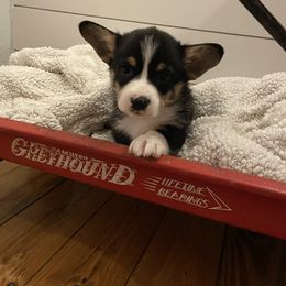 Pembroke Welsh Corgi Puppies from Mill Rock Farms