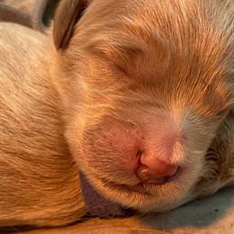 Goldendoodle Puppies from Heartshine Doodles