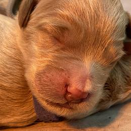 Goldendoodle Puppies from Heartshine Doodles