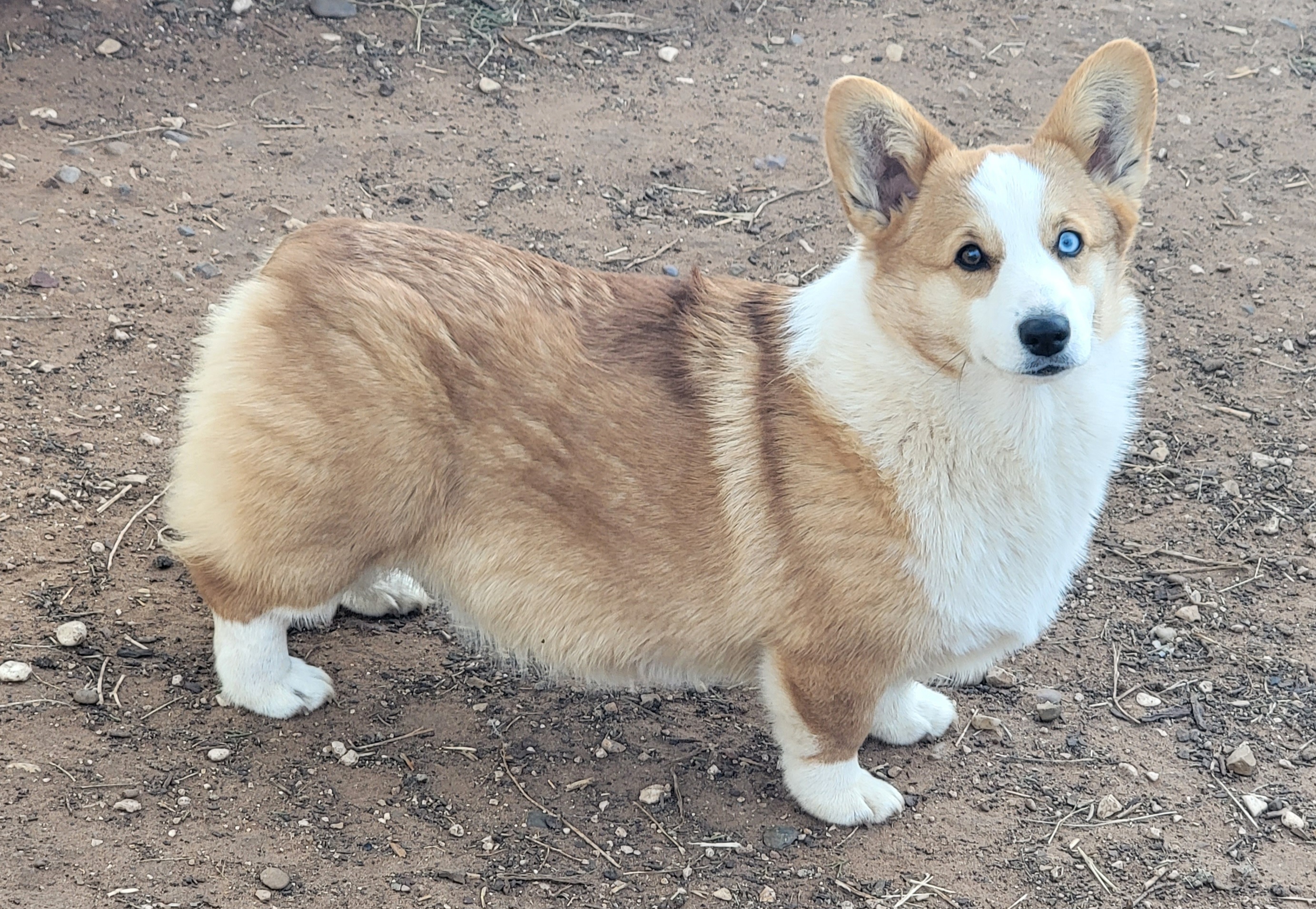 Girl 1 - Pembroke Welsh Corgi puppy in Anton, Texas from X Bar's Lil Legs of Texas