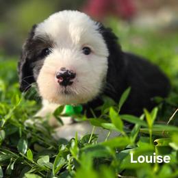 Louise - Gray and white female Old English Sheepdog puppy in Sutherlin, Oregon from Sapphire Eyes Sheepdogs