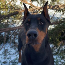 Saoirse - Doberman Pinscher