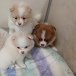 Pomeranian Puppies from Lubasha White