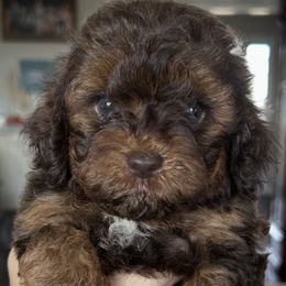 Beam - Tri-color female Cavapoo puppy in Arabi, Georgia from Huckadoodle Farm