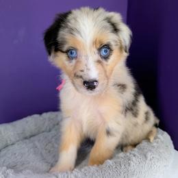 Jasmine3Girl1- BMF,LONG Tail,blue eyes likely, CHIC-OFA-DNA-AKC Titled Parents - Blue merle female Australian Shepherd puppy in South Hill, Virginia from Silverside Aussies LLC