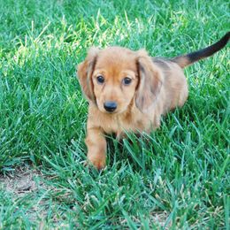 Dachshund Puppies from Dream Dachshunds