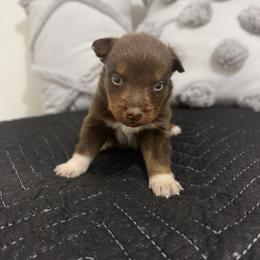 Solstice - Red tri-color male Australian Shepherd puppy in Tucson, Arizona from Soqui Ortiz Cattle Ranch