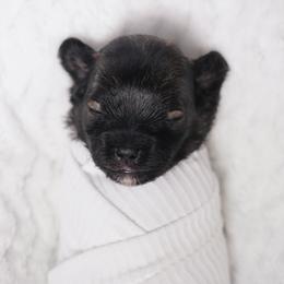 Sleepy (White Collar) - Black male Shihpoo puppy in Las Vegas, Nevada from Plush Toy Poodle Puppies & Pals