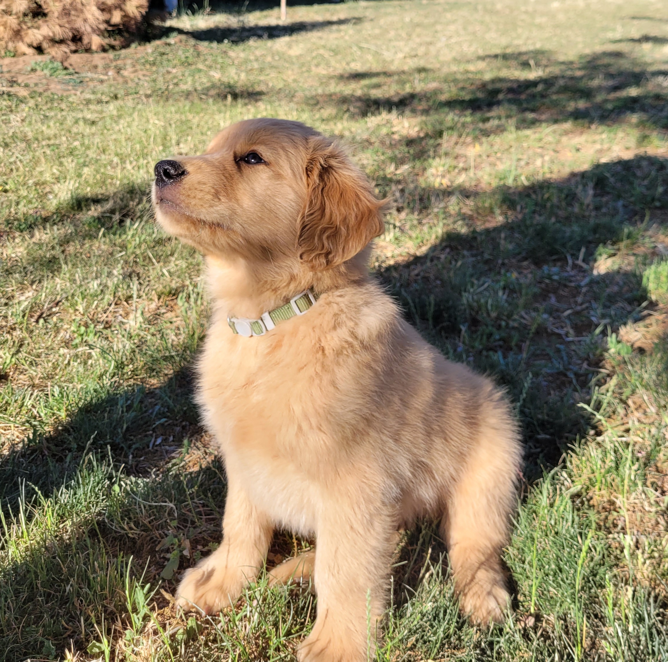 Green Boy - Dark golden Golden Retriever puppy in Payson, Arizona from Bullet Retrievers