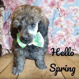Dannie - Sable male Poodle puppy in Brandenburg, Kentucky from Paradise Poodles