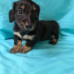 Willow - Brindle female Dachshund puppy in Longview, Texas from Gee Dogs- Dachshunds and Bernedoodles