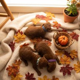 Boy 1 - Red  male Poodle puppy in Mc Henry, Illinois from Sunset Maple Poodles