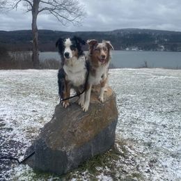 Australian Shepherd All Grown Up from Silver Spoon Aussies