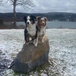 Australian Shepherd All Grown Up from Silver Spoon Aussies