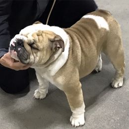 Bulldog All Grown Up from TLC’s Bulldogs