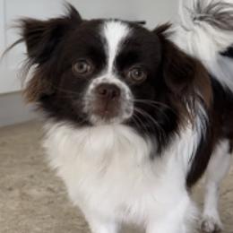 Cocoa - Mi-Ki