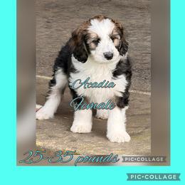 Acadia - Black and white female Sheepadoodle puppy in Roseburg, Oregon from Sharon’s Sheepadoodle’s