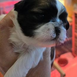 Girl  yellow collar - Brindle and white female Shih Tzu puppy in Missouri from Farm Animal Mommy Shih tzu's Michalek Dog Breeder