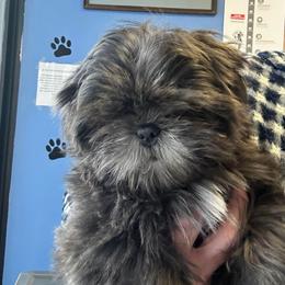 Robby - Blue male Shih Tzu puppy in Victorville, California from RUMBLE n TUMBLE