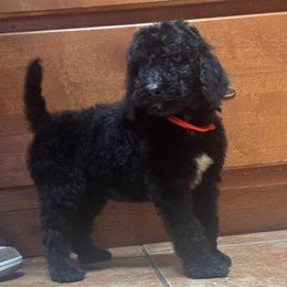 Male 1 - Black male Poodle puppy in Bremen, Georgia from Kelley’s Poodle Patch