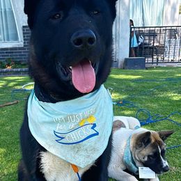 Akita from Gang of Inu