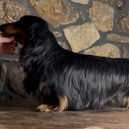 Val - Dachshund
