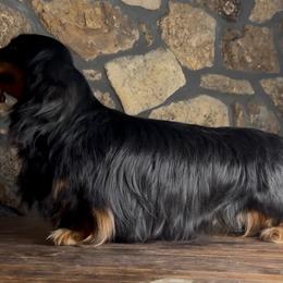 Val - Dachshund