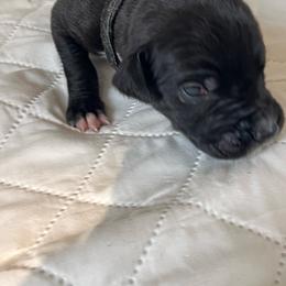 Black collar - Black male Great Dane puppy in Salem, Oregon from Sahara’s Danes