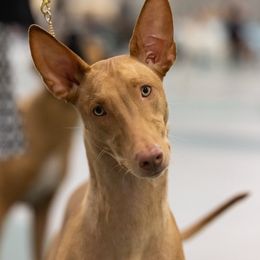 Twiggy - Pharaoh Hound