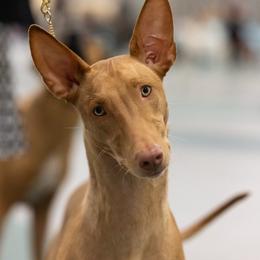 Twiggy - Pharaoh Hound