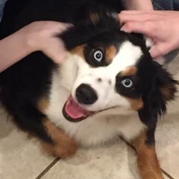 Princess - Australian Shepherd