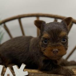 Jude - Chocolate and tan male Yorkshire Terrier puppy in Hastings, Nebraska from Promise Land Pets