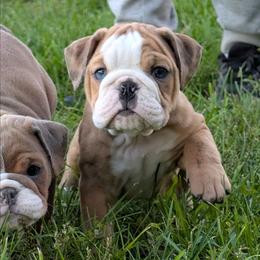 Falcon - Fawn and brindle male Bulldog puppy in Clarinda, Iowa from Stimson Bulldogs