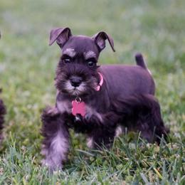 Pink Collar - Black and silver female Miniature Schnauzer puppy in Snowflake / Phoenix, Arizona from Snowflake Schnauzers