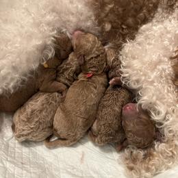 Juliet - Apricot female Goldendoodle puppy in New Britain, Connecticut from Goldendoodles Yorkiepoo Stars CT