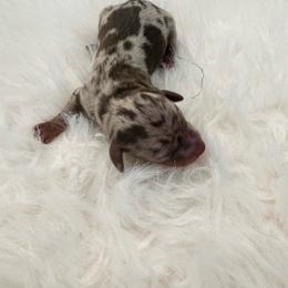 Lexi - Dapple female Dachshund puppy in Menifee, California from Dachshunds in SoCal