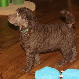 Poodle Puppies from RK'S Pets
