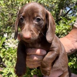 Puppy 1 - Chocolate male Dachshund puppy in Riverside, California from Saddle Up Dachshunds