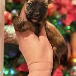 Biewer Terrier and Russian Salon Dog Puppies from Petit Bijou