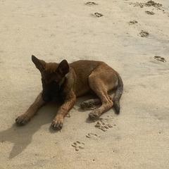 Belgian Malinois and Rottweilers from Pawgressive Canine Institution