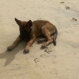 Belgian Malinois and Rottweilers from Pawgressive Canine Institution