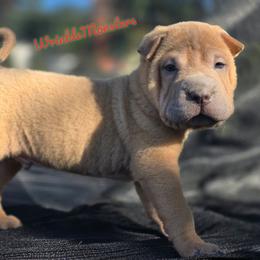 Steve - Isabella dilute male Chinese Shar-Pei puppy in Salem, Ohio from WrinkleMonsters