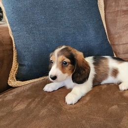 L.J. - Dachshund puppy from Lazy K&M Dachshunds
