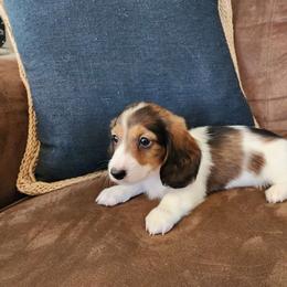L.J. - Dachshund puppy from Lazy K&M Dachshunds