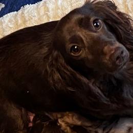 Naughty - Dachshund