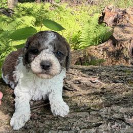 BoJangle - Parti male Goldendoodle puppy in Cherry Tree, Pennsylvania from Plum Creek Acres Next Generation